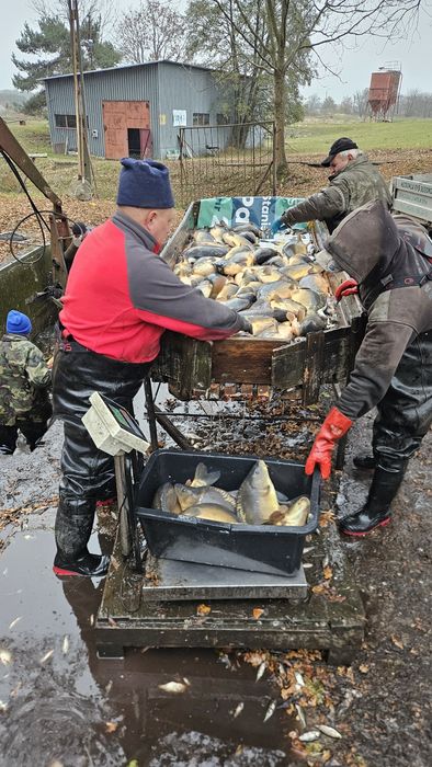 Karp handlowy, ekologiczny z Bełdowa,  Łódź,  Łódzkie, hurt, detal!!!
