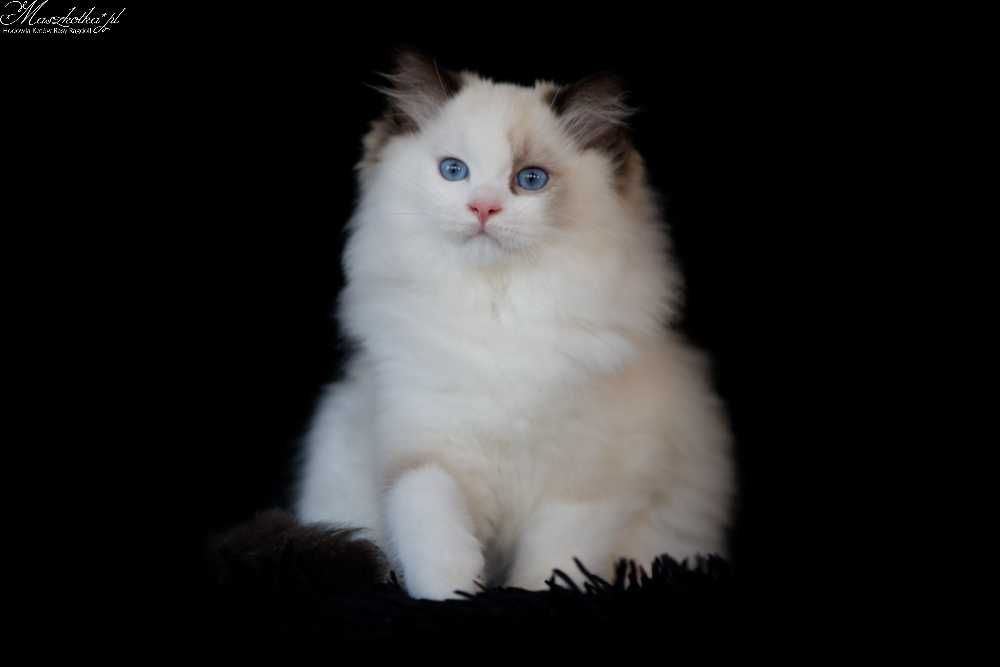 Ragdoll, przepiękny kocurek seal bicolor lynx z rodowodem FPL