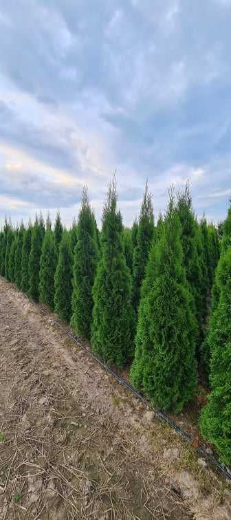 Tuja Szmaragd, Thuja Smaragd 220 cm i wyższe SUPER JAKOŚĆ, PRODUCENT