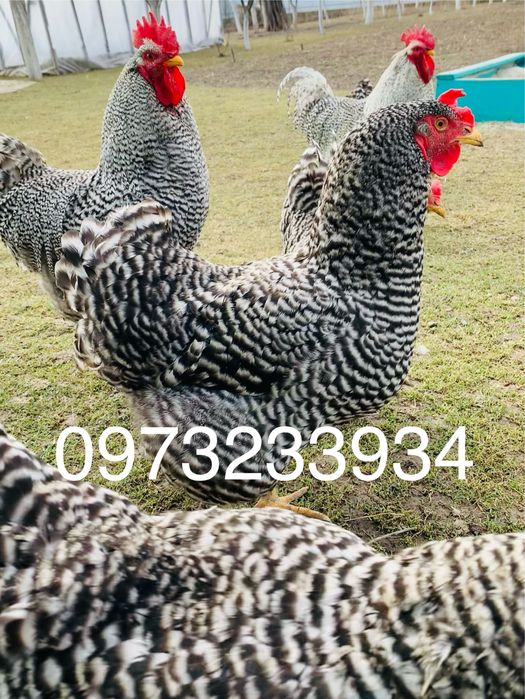 Інкубаційне яйце Амроксів