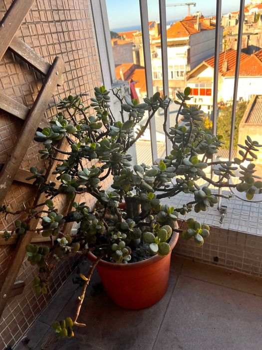 Planta Jade - Para doar