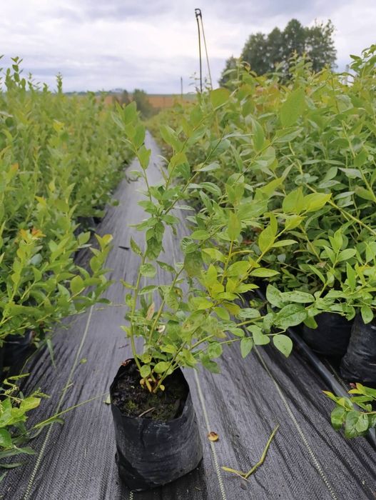 Саджанці лохини голубика борувка АКЦІЯ