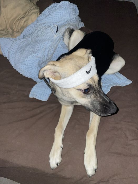 Отдадим собачку в хорошие руки