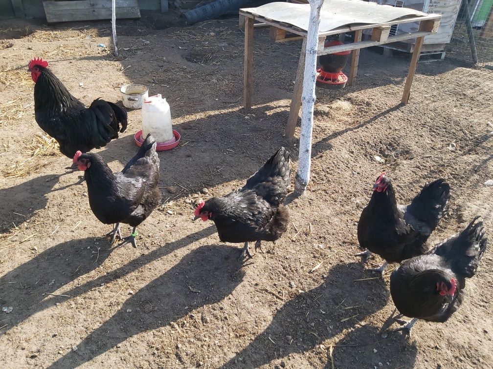 Jaja, jajka lęgowe Australorp