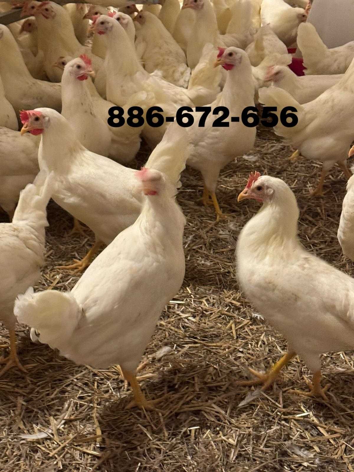 Młode kury nioski odchowane z jajkiem Leghorn Sendi Tintet