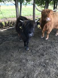 Highland Cattle jałówki bydło szkockie