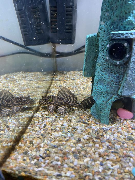 Aquario 60cm/equipamento/comida/decoracao/peixe