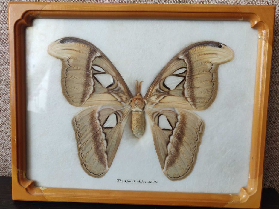 Картина бабочка под стеклом  28,5 х 22,5 см. The Giant Atlas Moth