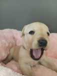 Labrador Retriever - domowe