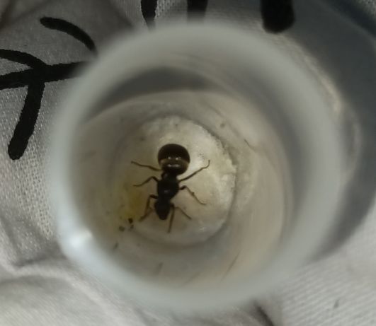 Mrówka mrówki Lasius niger, hurtnica pospolita