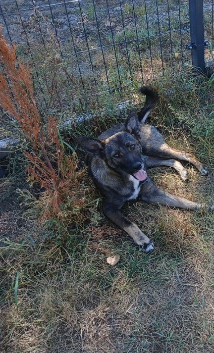 5mc mix owczarka Żelek do adopcji