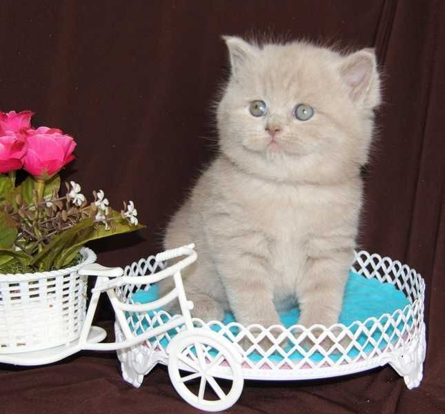Плюхи шотландские короткошерстные