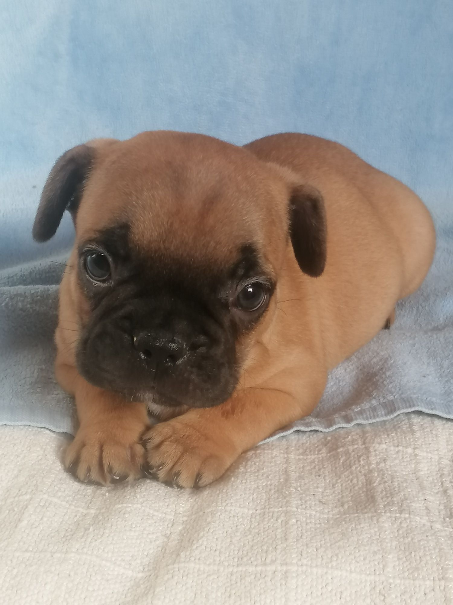 Bulldog francês excelente