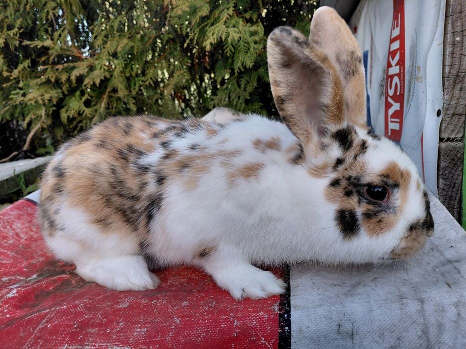 Samiec trojbarwny młody