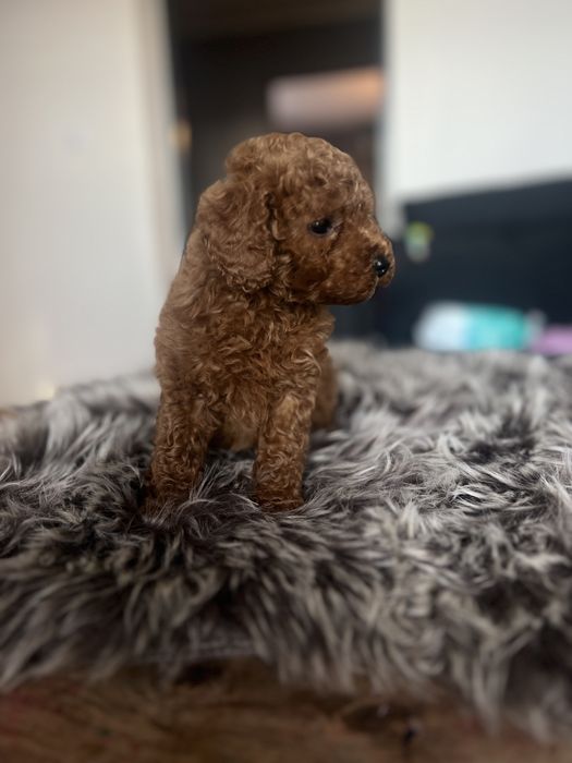 Pudel miniaturowy płowy