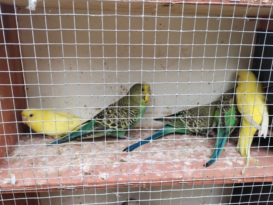 Sprzedam papugi faliste