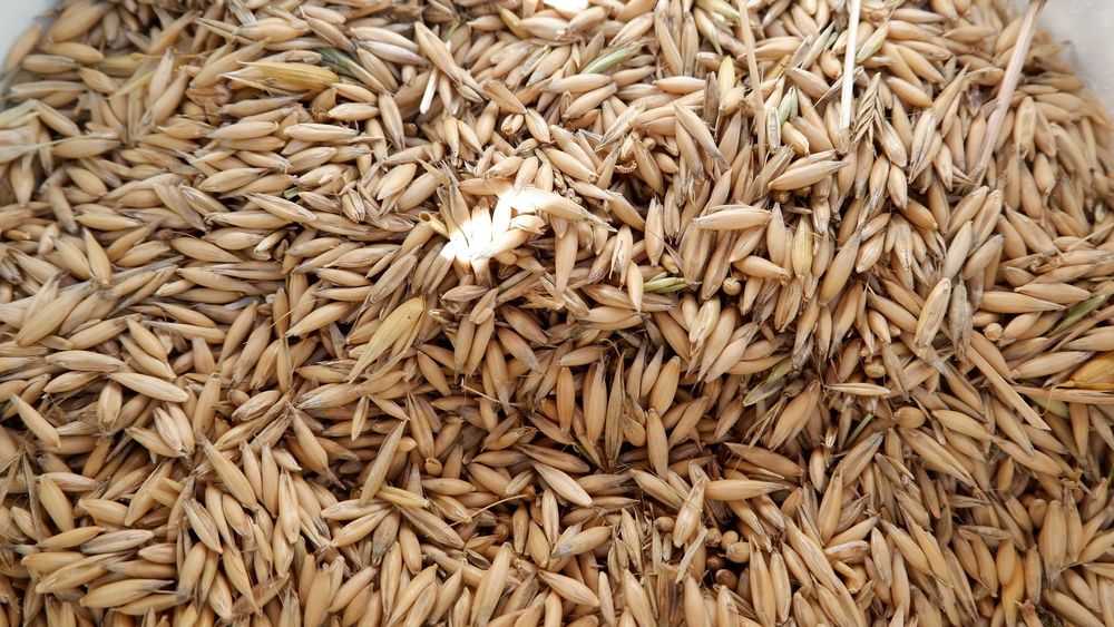 owies ozimy, jary  2025