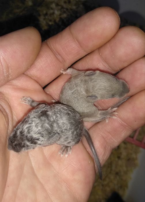 Декоративні мишки тексель