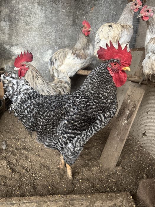 Galo Pedrês Portuguesa