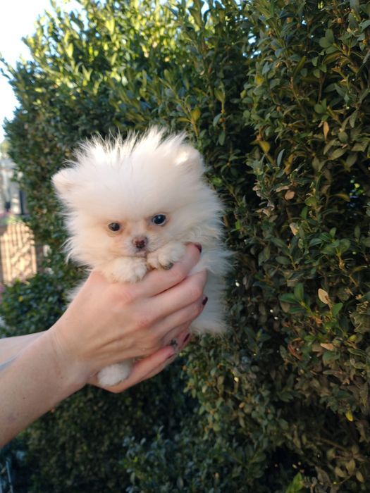 Szpic miniaturowy pomeranian piesek xxs