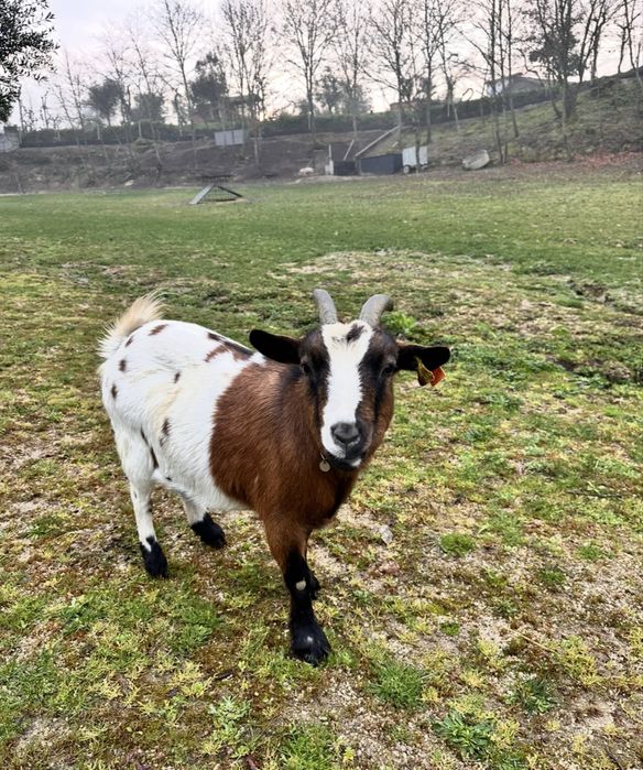 Cabra anã adulta