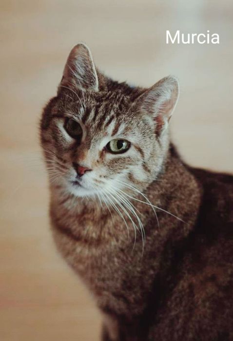 Śliczne koteczki szukają domow