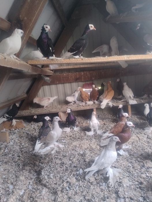 Gołębie ozdobne 24-25r