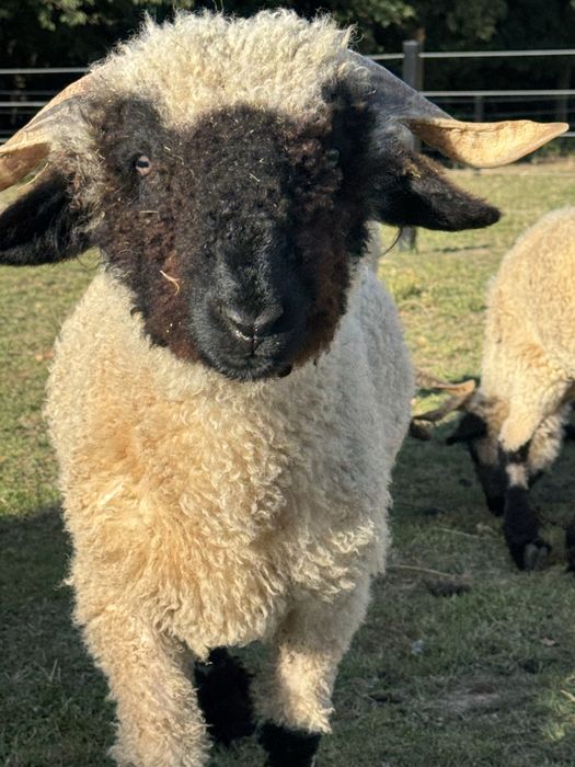 Owce walizerska samczyki