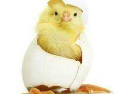 инкубационное яйцо с высоко выводимостью, куры Далматинец цветной