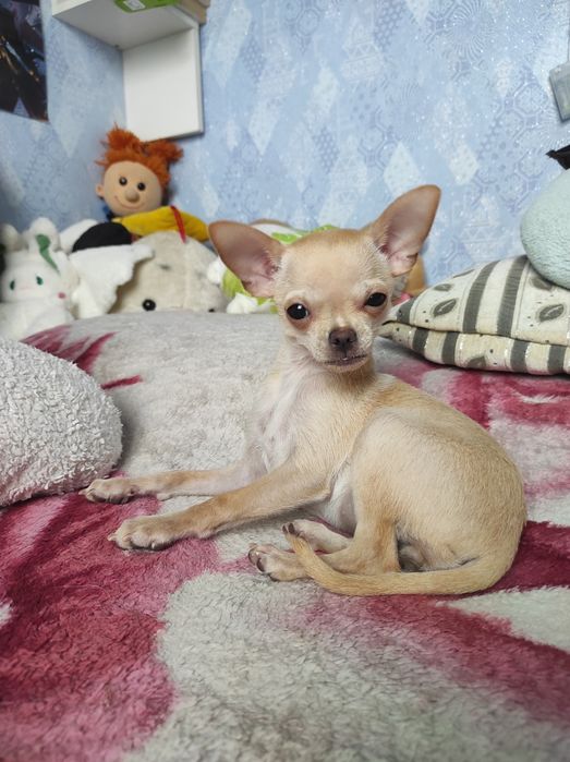 ЧУДО мини чихуашечка!!!