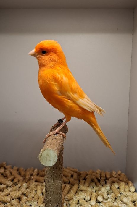 Kanarki czerwone,  samce.