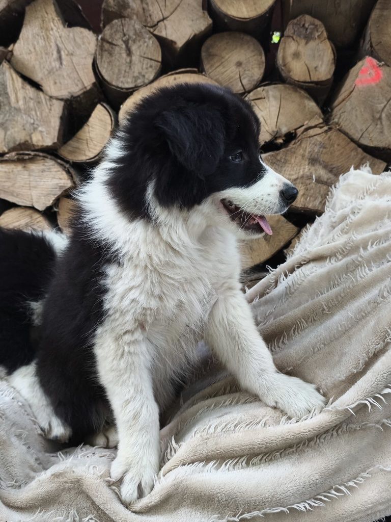 Border Collie Czarno Biały Samiec