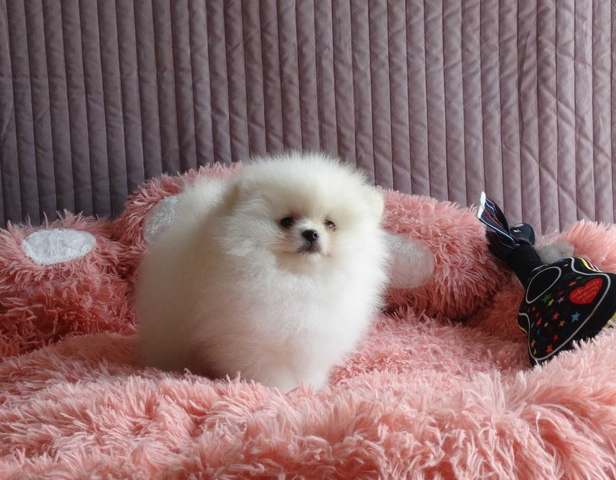 Szpic miniaturowy - chłopczyk