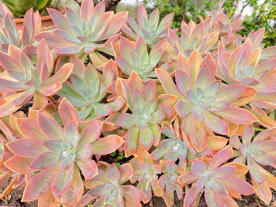 Vendo suculentas diversas