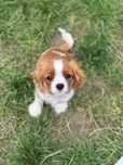 Szczenię Cavalier King Charles Spaniel
