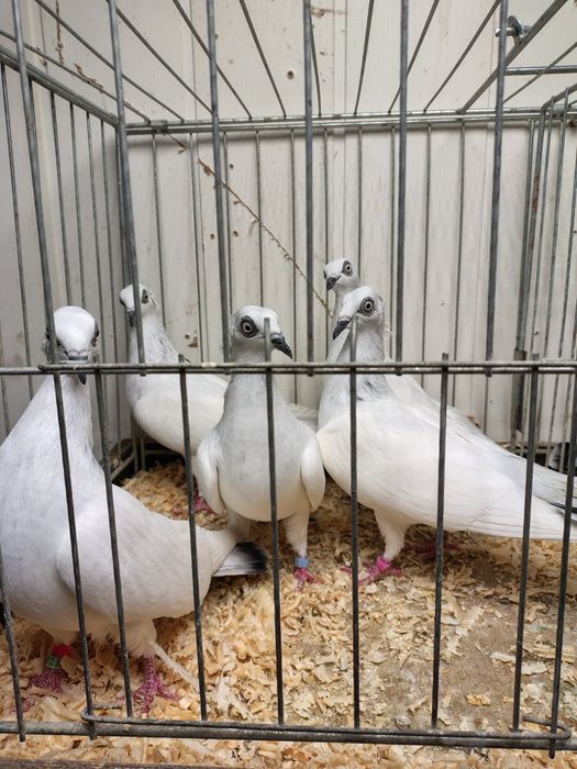 Jasne Łomżyński koroniate