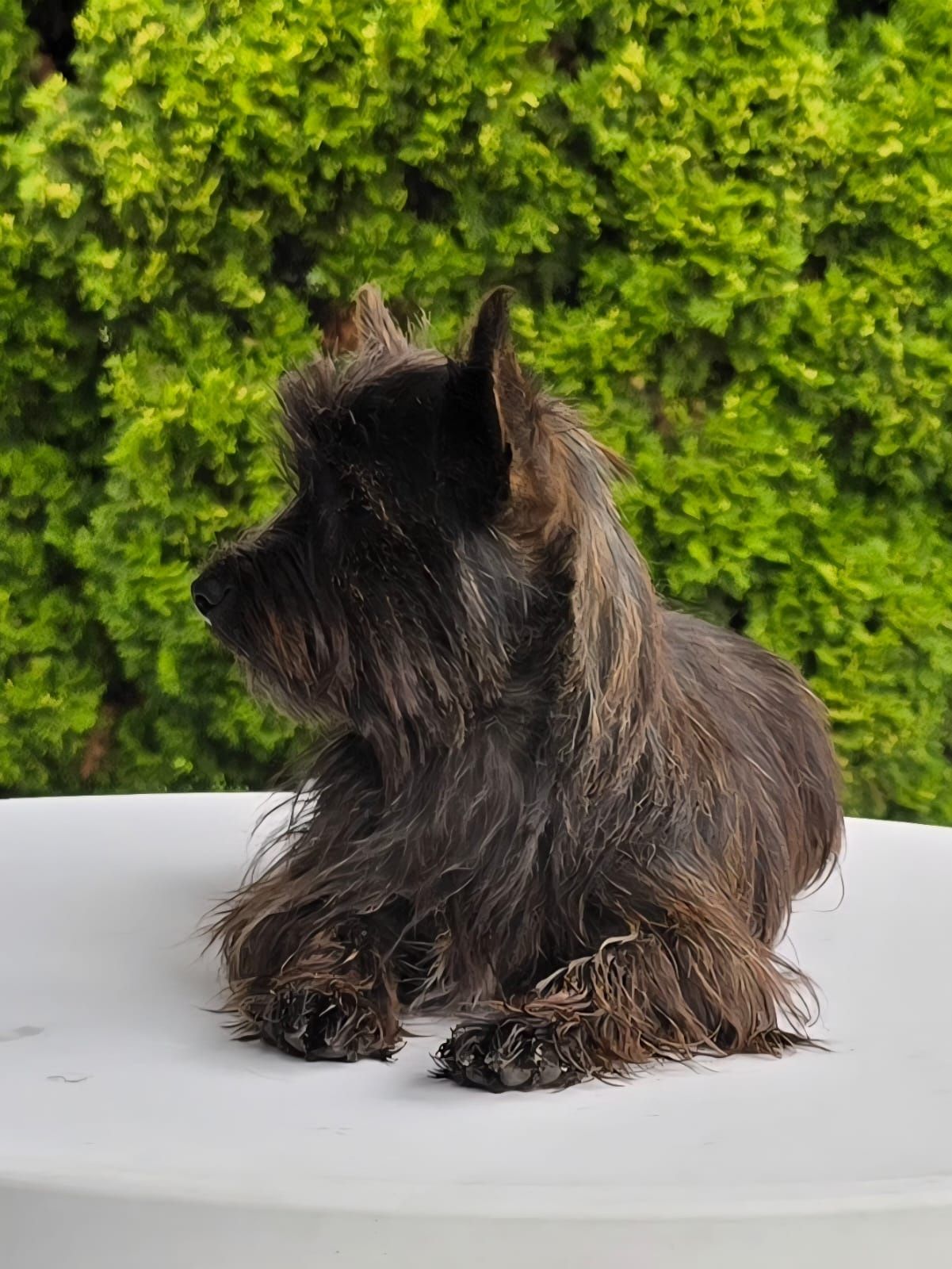 Młody piesek York mix