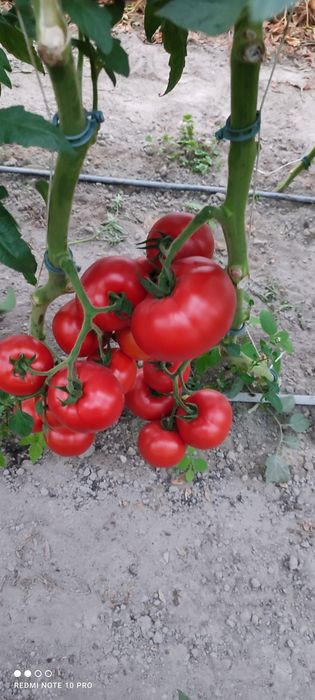 Kapusta szatkowana z własnego gospodarstwa