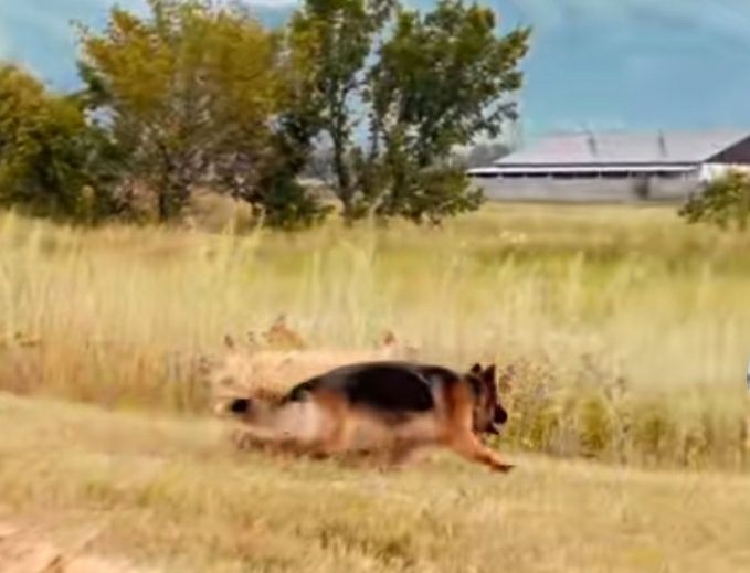 Цуценята німецької вівчарки