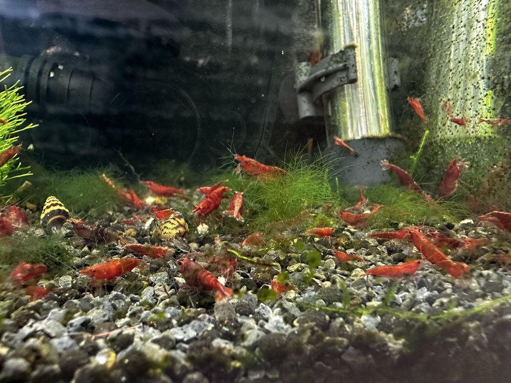 Neocaridinas red Fire