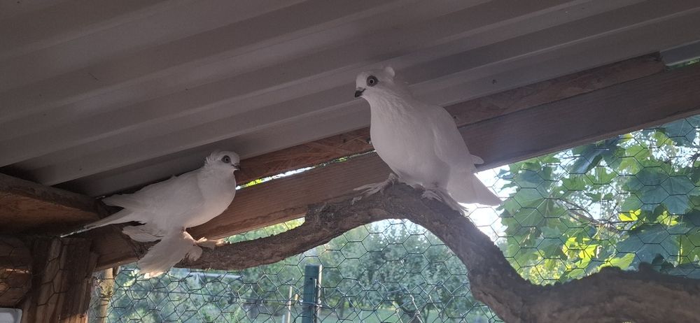 Sprzedam parę gołebi winer posiadam również inne rasy