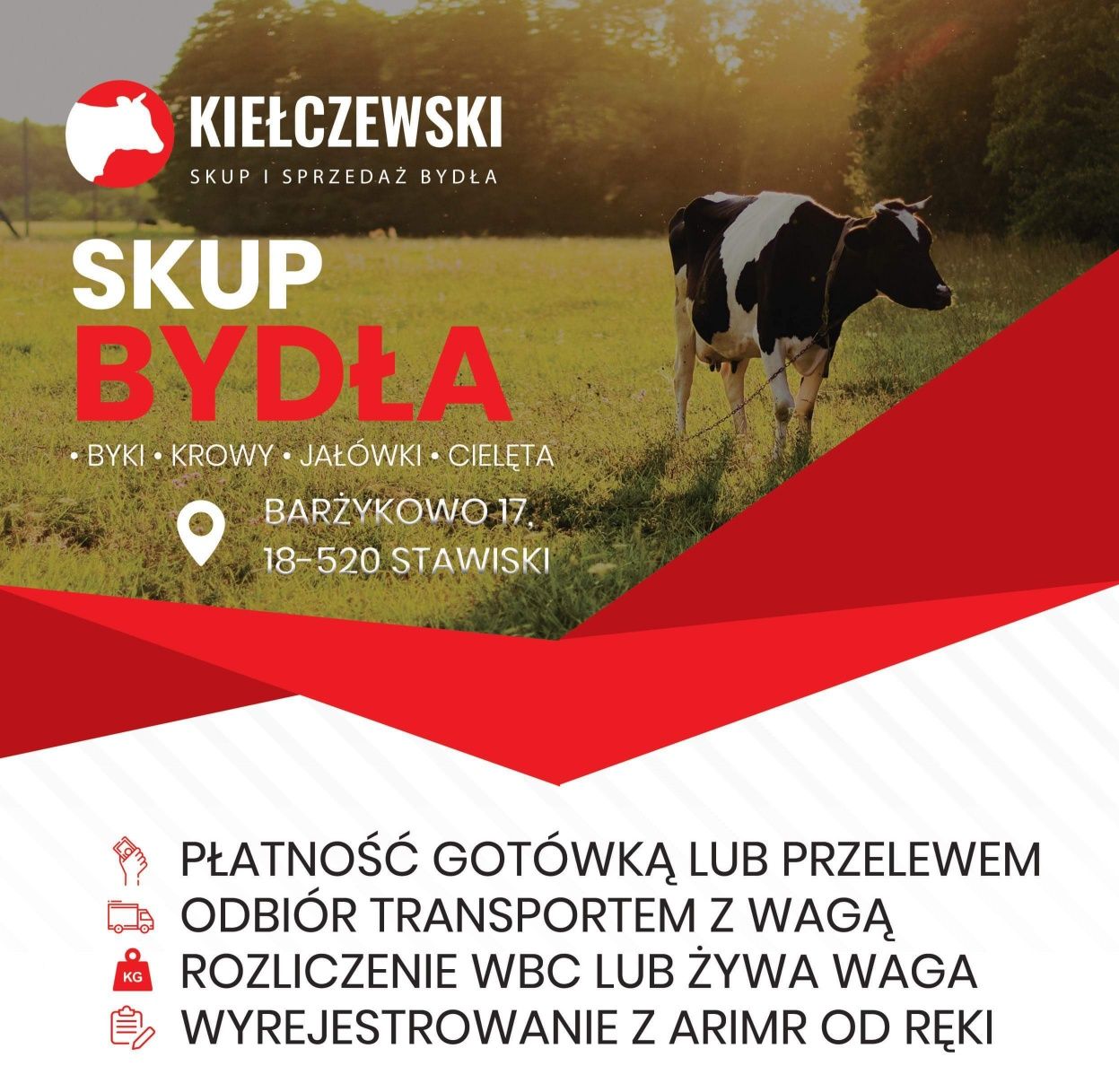 Skup bydła żywca byki - krowy - jałówki na mięso