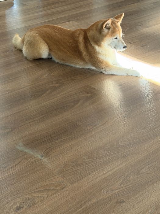 Шиба іну сіба іну shiba inu