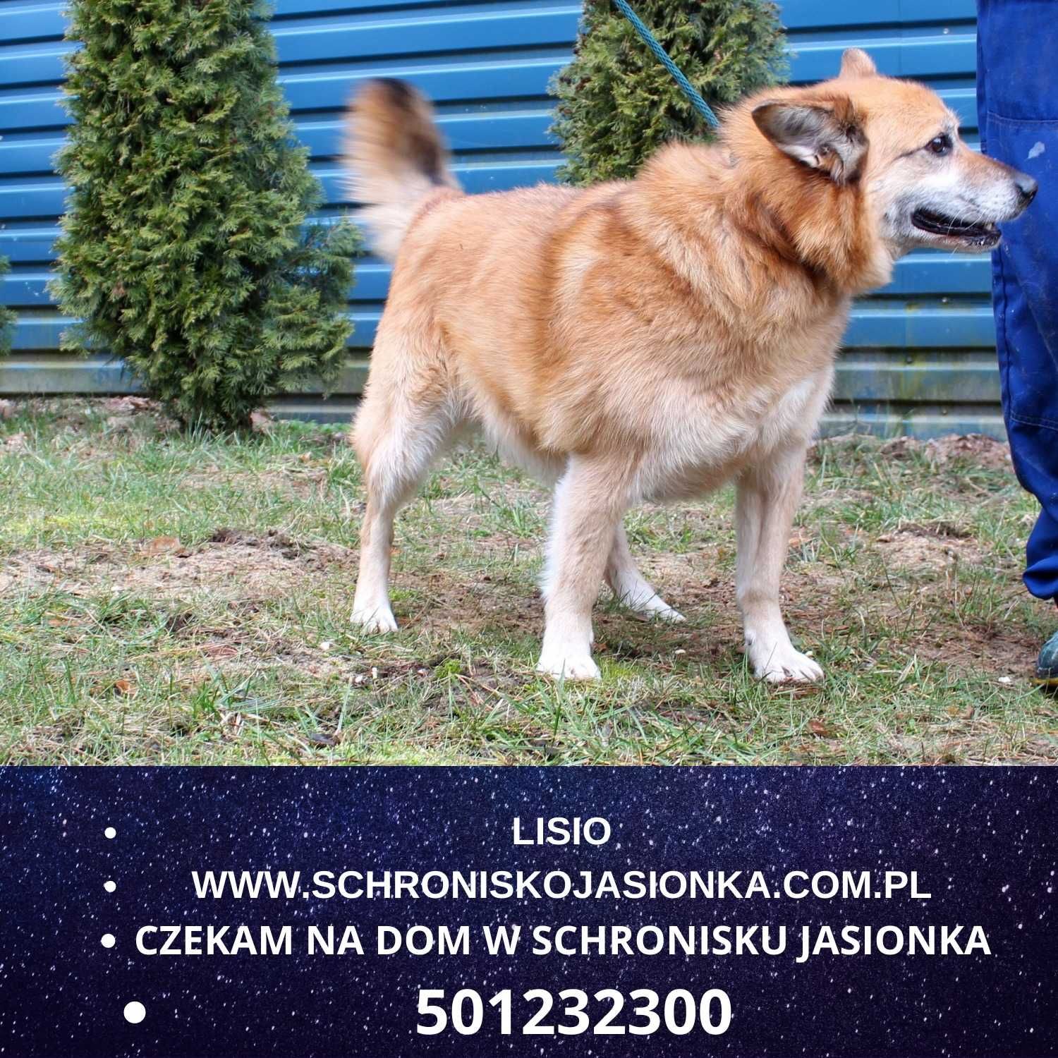 Lisio- do adopcji