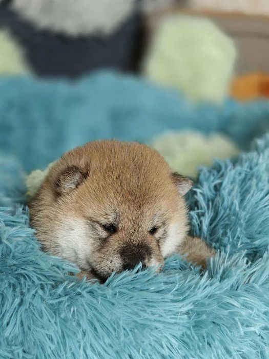 Shiba-śliczny chłopiec FCI/ZKwP