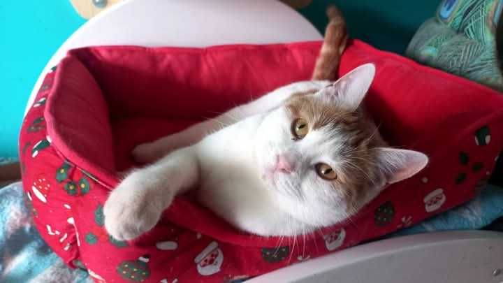 Kochany rudy kocurek do adopcji! Kot nigdy nie mial domu!