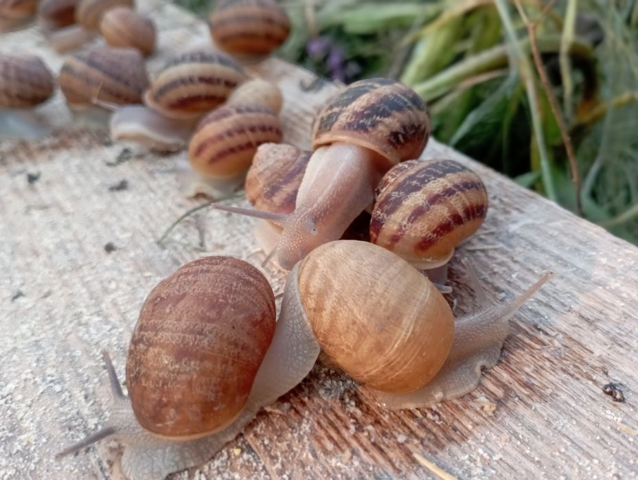 Маточне стадо равлика.Мальок равлика Muller.