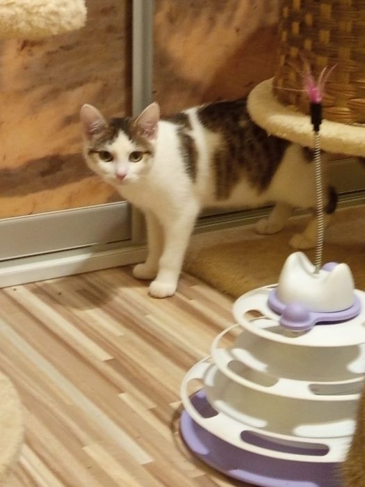 3 miesięczna kotka szuka domu niewychodzącego