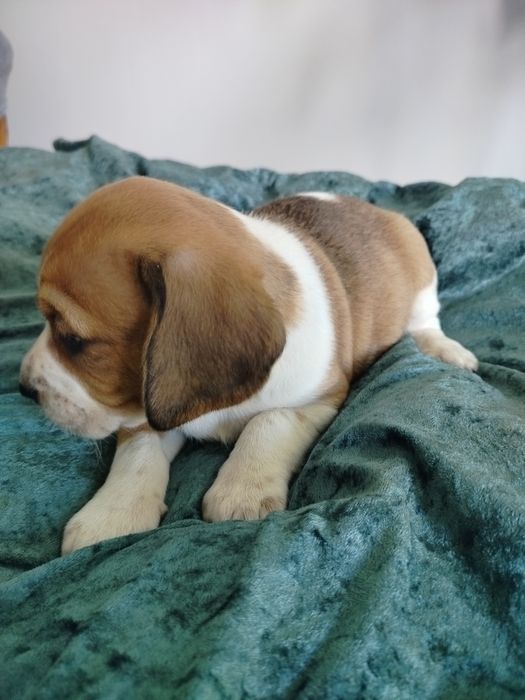 Beagle piesek ..