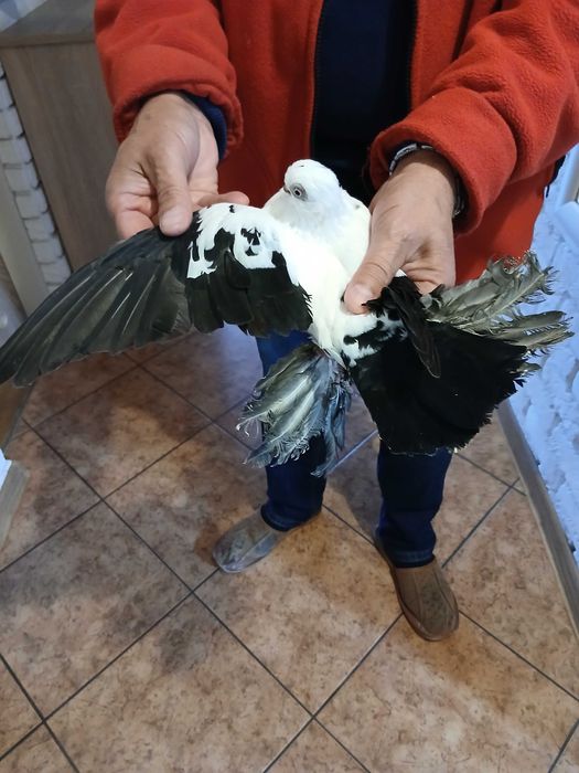 Gołębie ozdobne - Motyl Warszawski .Samica